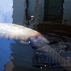 Manatee Birth