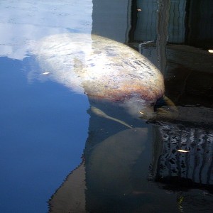 Manatee Birth