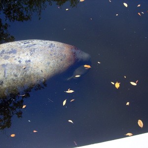 Manatee Birth