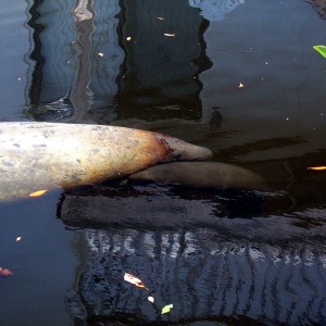 Manatee Birth