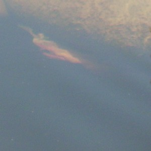 Manatee Birth