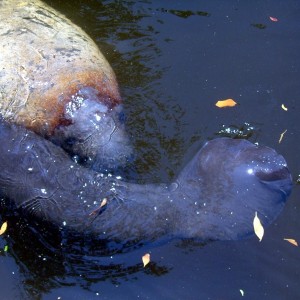 Manatee Birth