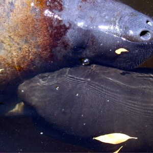 Manatee Birth