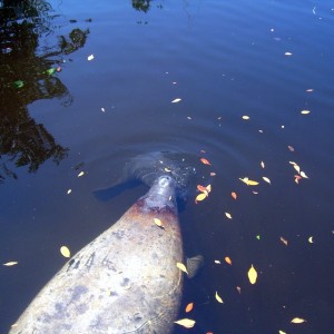 Manatee Birth