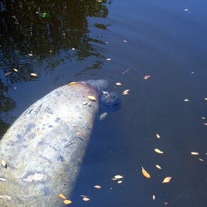 Manatee Birth