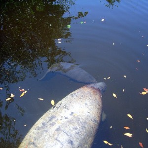 Manatee Birth