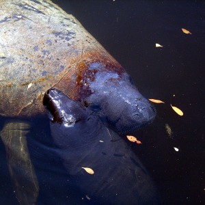 Manatee Birth