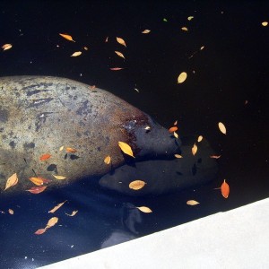 Manatee Birth