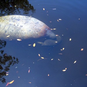 Manatee Birth