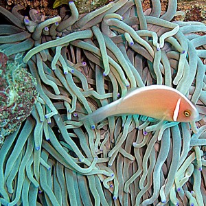 Orange Anemone Fish