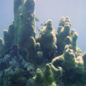 Pillar Coral