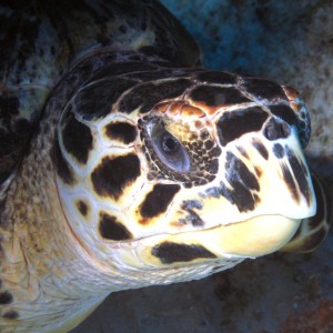 Turtle close up