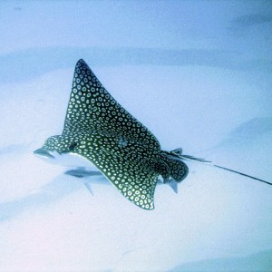 Spotted Eagle Ray II