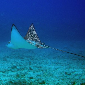 Eagle Ray -- Horseshoe Reef