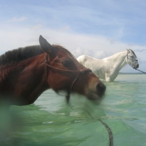 Swimming_Horses