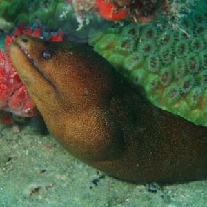 capt. curls reef jupiter