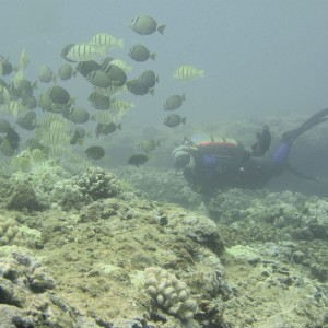 Sea Nymph and the feeding frenzy