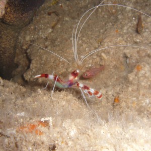 Cleaner Shrimp up close and personal