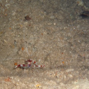 Cleaner Shrimp and friends