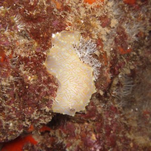 Gold Lace Nudi