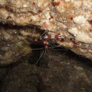 Cleaner Shrimp hanging from the ceiling