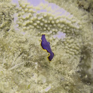 Flatworm