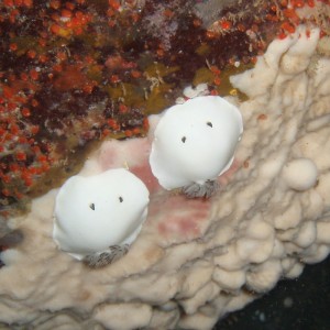 Fellows Nudi