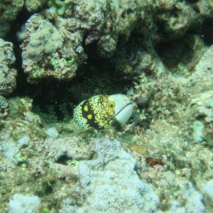 Snowflake Moray Eel