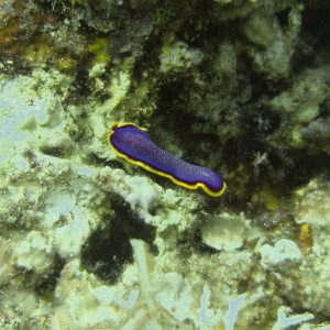 flatworm