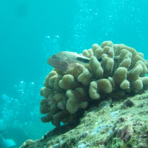 Hawkfish watching passing divers