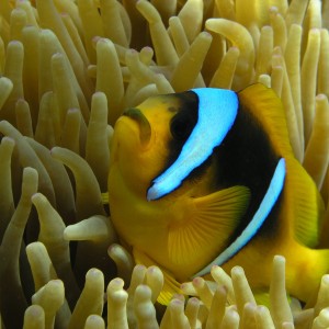 Red sea anenome fish