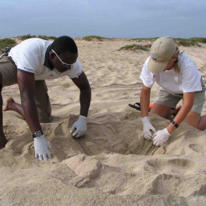 SeaTurtle protection needed at Cabo Verde