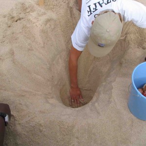 SeaTurtle protection needed at Cabo Verde