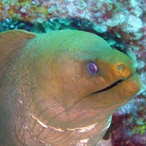 Green Moray