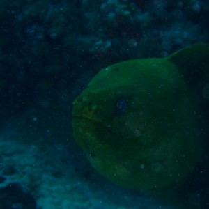 green moray