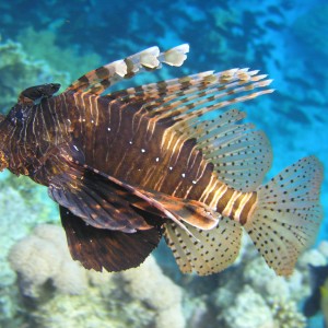 Lion fish,El fanar,Sharm.