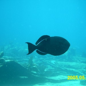 bahamas 2005