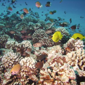 Molokini reef