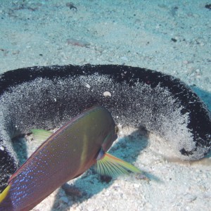 Molokini