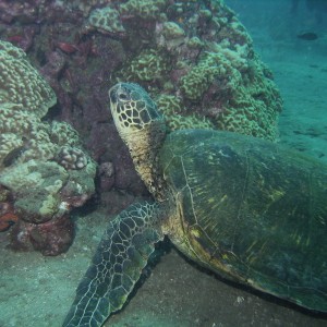 North Shore of Ohau