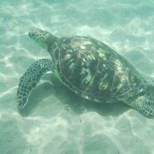 North Shore of Ohau