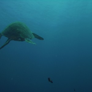 North Shore of Ohau