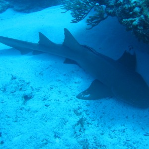 Nurse Shark