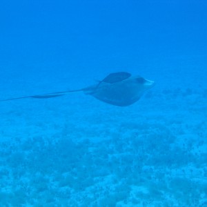 Stingray