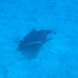 Spotted Eagle Ray feeding