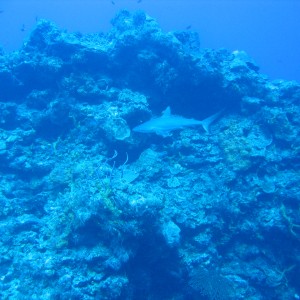 Baby black tip reef shark