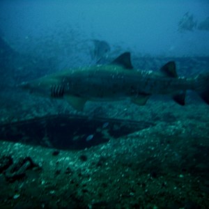 Sand Tiger over hold of Spar