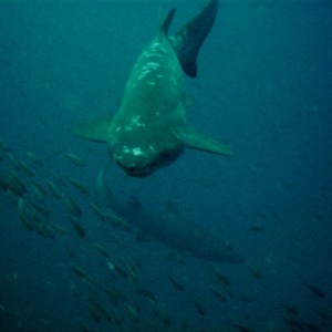 Sand Tiger...Spar