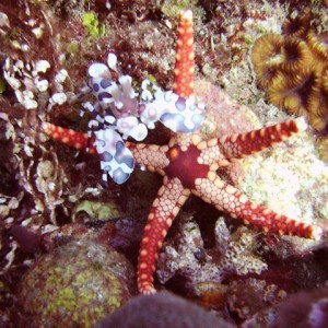 Harlequin Shrimp and Tiny Starfish