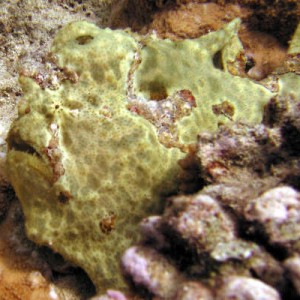 Frogfish -- Horseshoe Reef